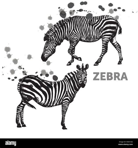 Hand Drawn Sketch Set Of Zebras Vector Illustration Isolated On White