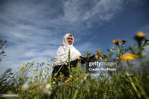 A Palestinian Woman Picks Wild Mustard Flowers Which Grow In Fields