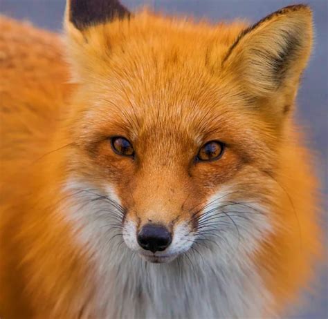 Red fox close up | Close up of red fox — Stock Photo © leungchopan ...