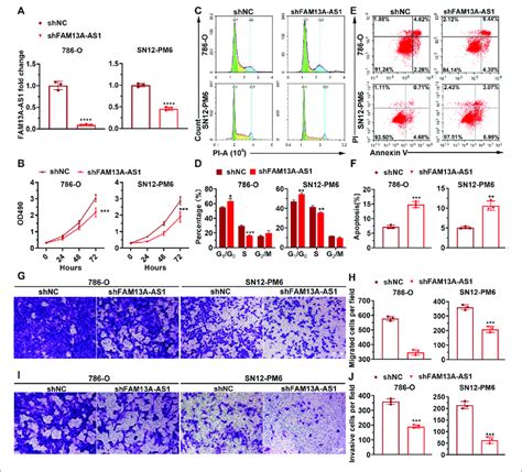 Fam A As Promotes Rcc Cell Proliferation Migration And Invasion