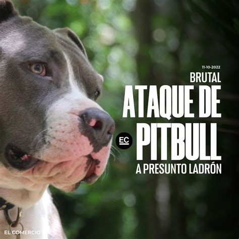 El Comercio On Twitter Mundo La Historia De Max Un Perro Pitbull