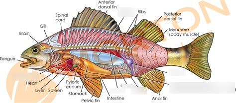 Reproductive And Excretory Stuff Perch Diagram Quizlet