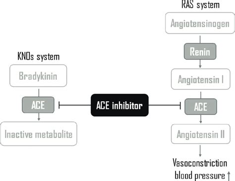 The Kinin Nitric Oxide Kno System And The Renin Angiotensin System