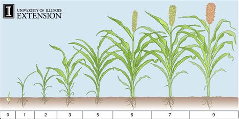 Gambar Tahap Pertumbuhan Tanaman Jagung Dalam Bentuk Diagram - IMAGESEE