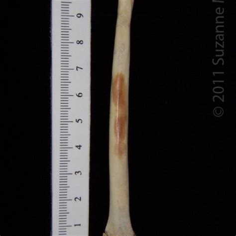 Anterior View Left Cattle Radius Boneid