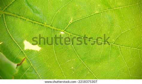 Green Oak Leaf Veins Closeuptexture Background Stock Photo 2218375307 ...