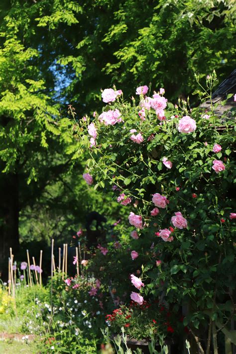 5月10日 バラの定点観察 ビオラの植栽が進んでいます。 ローザンベリー多和田