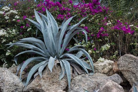 Agave Cuidados Caracter Sticas Siembra Riego Y Problemas