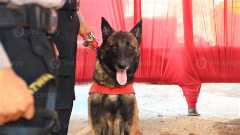 K9 Dog Police On Duty 48058317 Stock Photo At Vecteezy