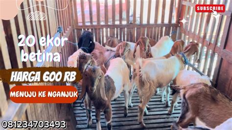 Betina Best Seller20 Ekor Diharga 600rb Menuju Ke Nganjuk Jawa Timur