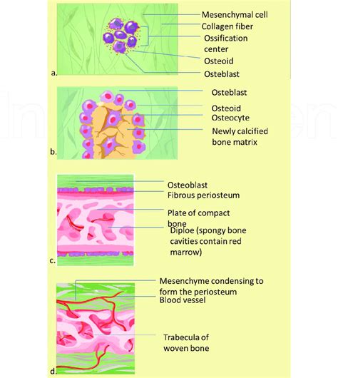 Intramembranous Bone Formation