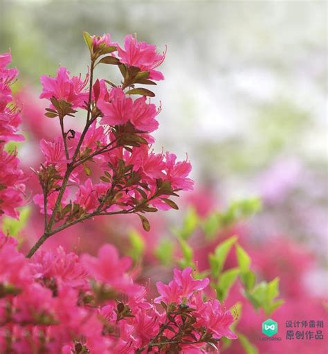 庭院設計經驗：夏天蚊蟲太多怎麼辦？大自然驅蚊植物神器快收藏 每日頭條