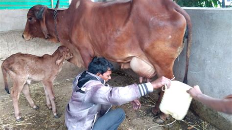 G R Gir Gaushala Meera Cow S Milk Youtube