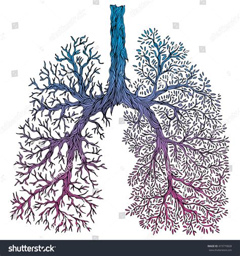 Human Lungs Respiratory System Healthy Lungs Light In The Form Of A