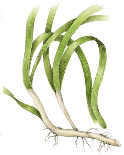 Eelgrass Drawing