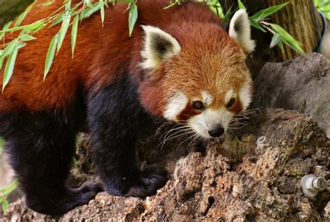 17 Curiosidades del panda rojo que no sabías La Imparable