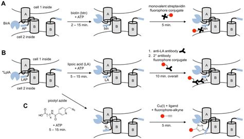 A In Biotin Labeling Of Intercellular Contacts Blinc Protein A Is Download Scientific