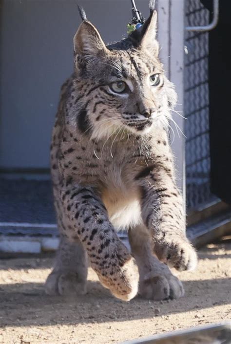 Una pareja de linces ibéricos nuevos habitantes de la Sierra Morena de