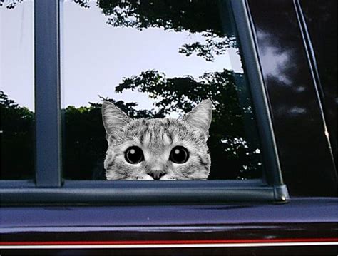 cool grey cat peeker peeking car decals funny stickers kitty stickers