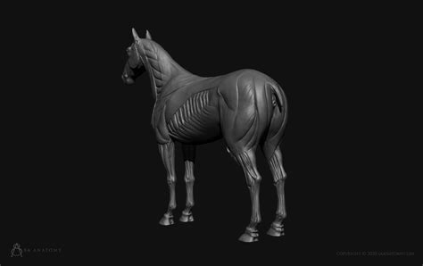 Horse Anatomy Figure 3d Anatomy Store