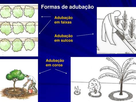 Ppt Curso De Plantas Medicinais Powerpoint Presentation Free