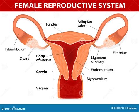 Female Reproductive System Stock Vector Illustration Of Chart 35820710