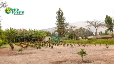 Vivero incorpora nueva área con más de 3 mil árboles Vivero Forestal