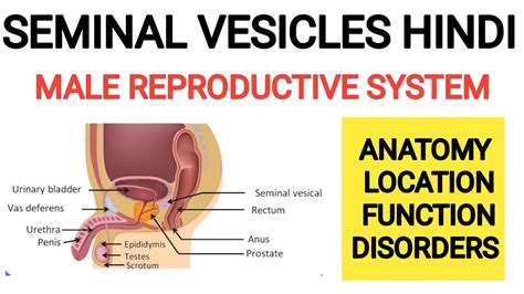 Testes Seminal Vesicle Anatomy Seminal Fluid Functions Of Seminal