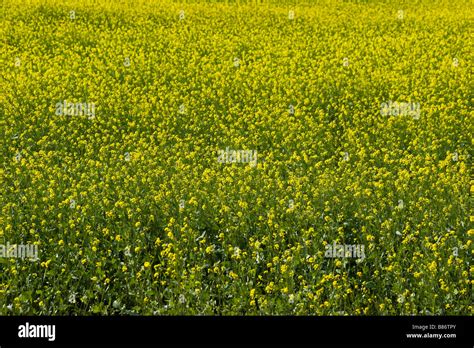 Indian Mustard Field Hi Res Stock Photography And Images Alamy