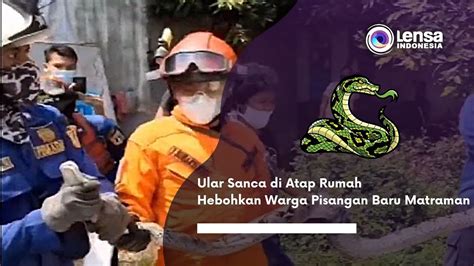 Ular Sanca Di Atap Rumah Hebohkan Warga Pisangan Baru Matraman Youtube