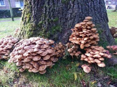 Common Types of Tree Fungus | Learn to Identify Tree Fungus