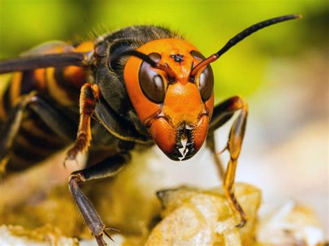 Vespa Mandarinia O Avispa Japonesa Conoce De Su Picadura