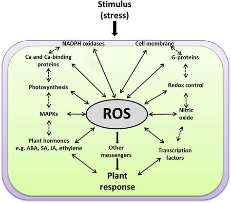 Frontiers Global Plant Stress Signaling Reactive Oxygen Species At