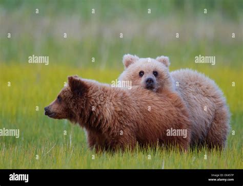 Brown Grizzly Bear Lake Clark National Park Alaska Stock Photo Alamy