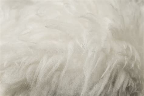 White Fluffy Wool Texture Natural Wool Background Fur Texture Close