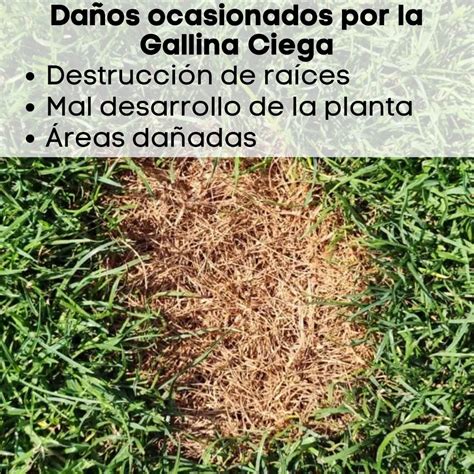 20kg Control De Gallina Ciega Insecticida Gallinatox Pasto Envío gratis