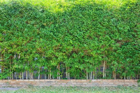 Bamboo tree with green leaves natural fence decoration outdoor