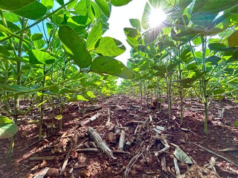 Soybean Crop In Brazil Large Soybean Plantations Integrated Crop