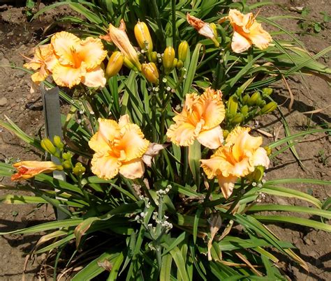 Plant Preview Bermuda Peach™ Daylily Never Stops Blooming