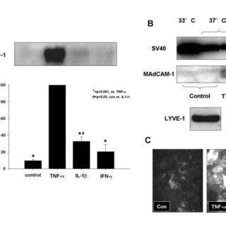 Madcam Is Expressed By Cytokine Activated Hepatic Endothelial Cells