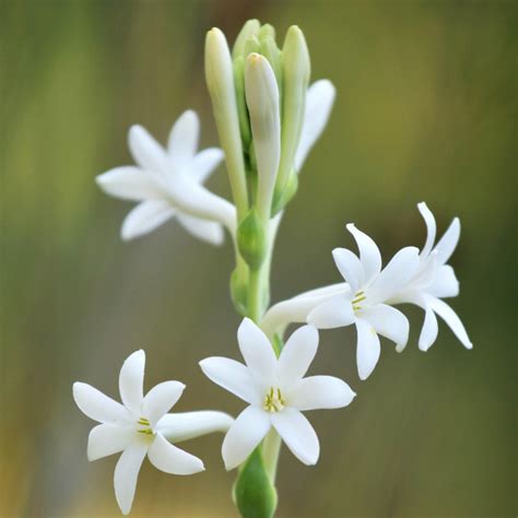 Tuberose Absolute Oil - Essential Oil Wholesaler