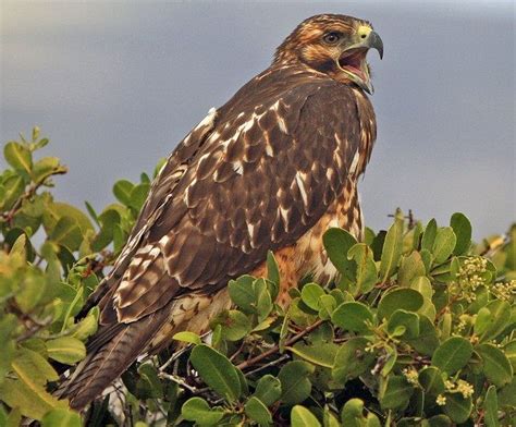 a hawk sitting on top of a tree branch with it's mouth wide open