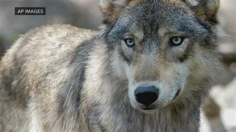 New Colorado wolf license plate raises money to mitigate conflict | 9news.com