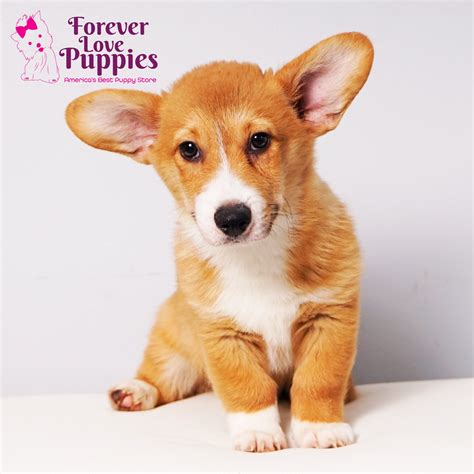 Pembroke Welsh Corgi Puppies for Sale | Forever Love Puppies