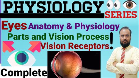 Human Eye Anatomy And Physiology In Urdu Structure Parts Functions Rods And Cones Sight