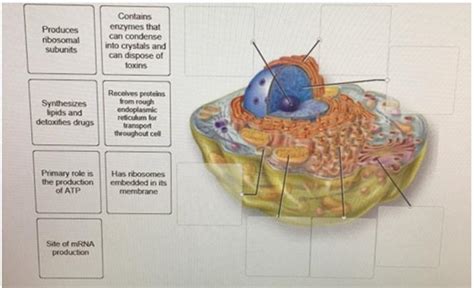 Solved Stratified Squamous Epithelium Features Label The Features