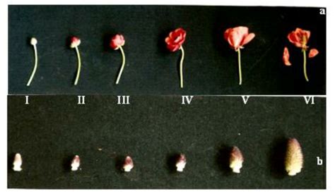 Growing Flower Stages