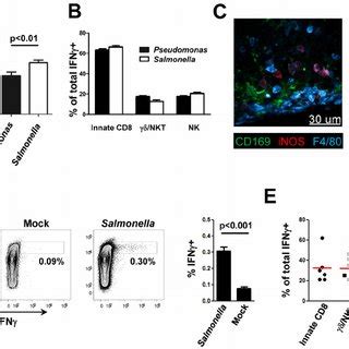 Salmonella typhimurium elicits an IFN γ response in the mLN after oral