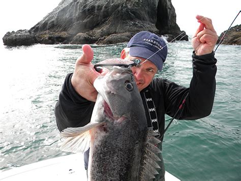 Chasing Washingtons Inshore Seabass Rockfish Bdoutdoors