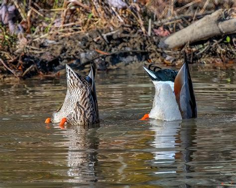 Mallard Ducks Pair Bottoms Up Dwf0245 Photograph By Gerry Gantt Fine